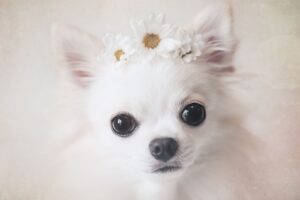 犬の避妊手術を受ける時期は過ぎると受けられない？ 適正時期について解説